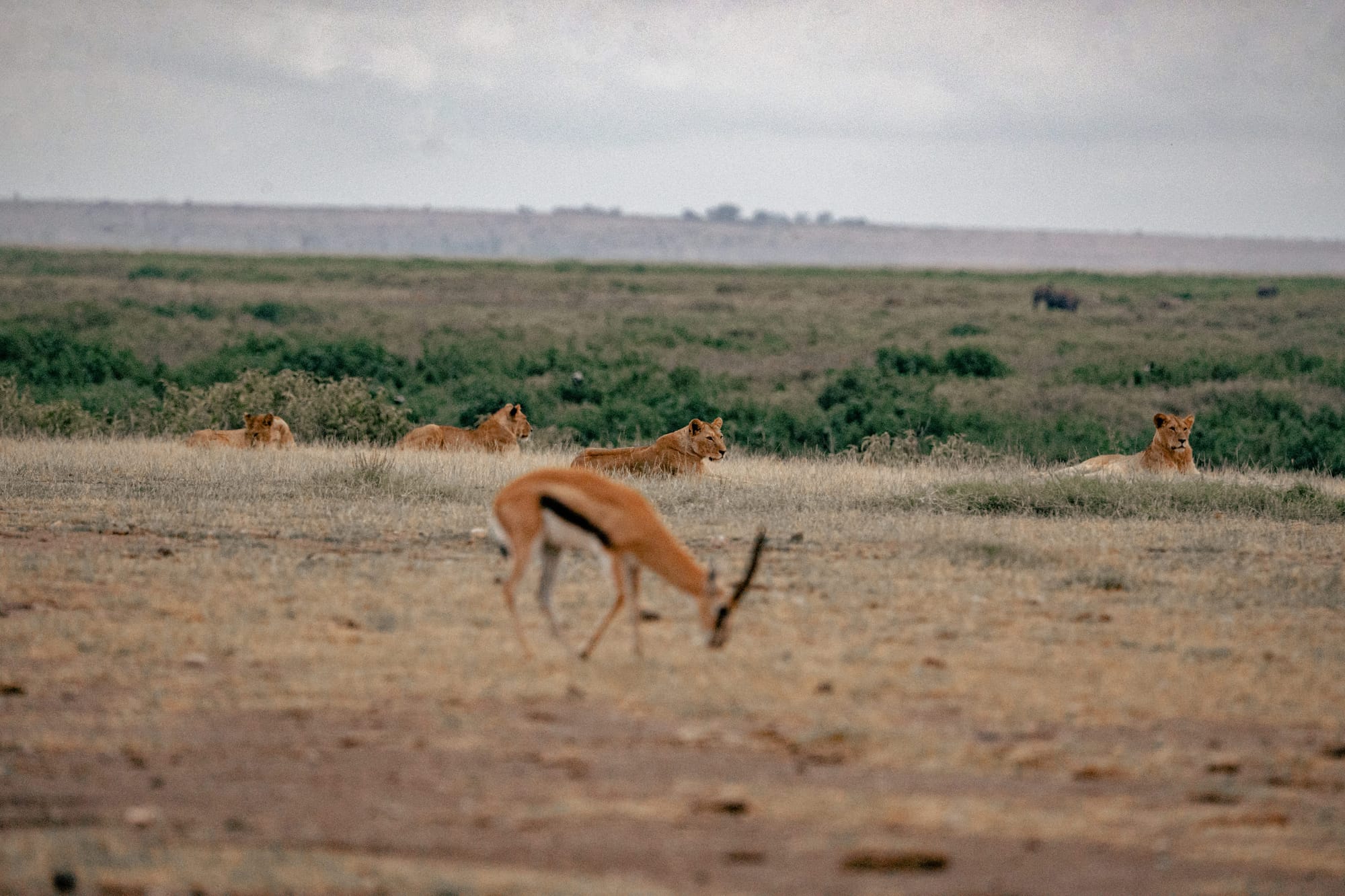 Wildlife — 2809