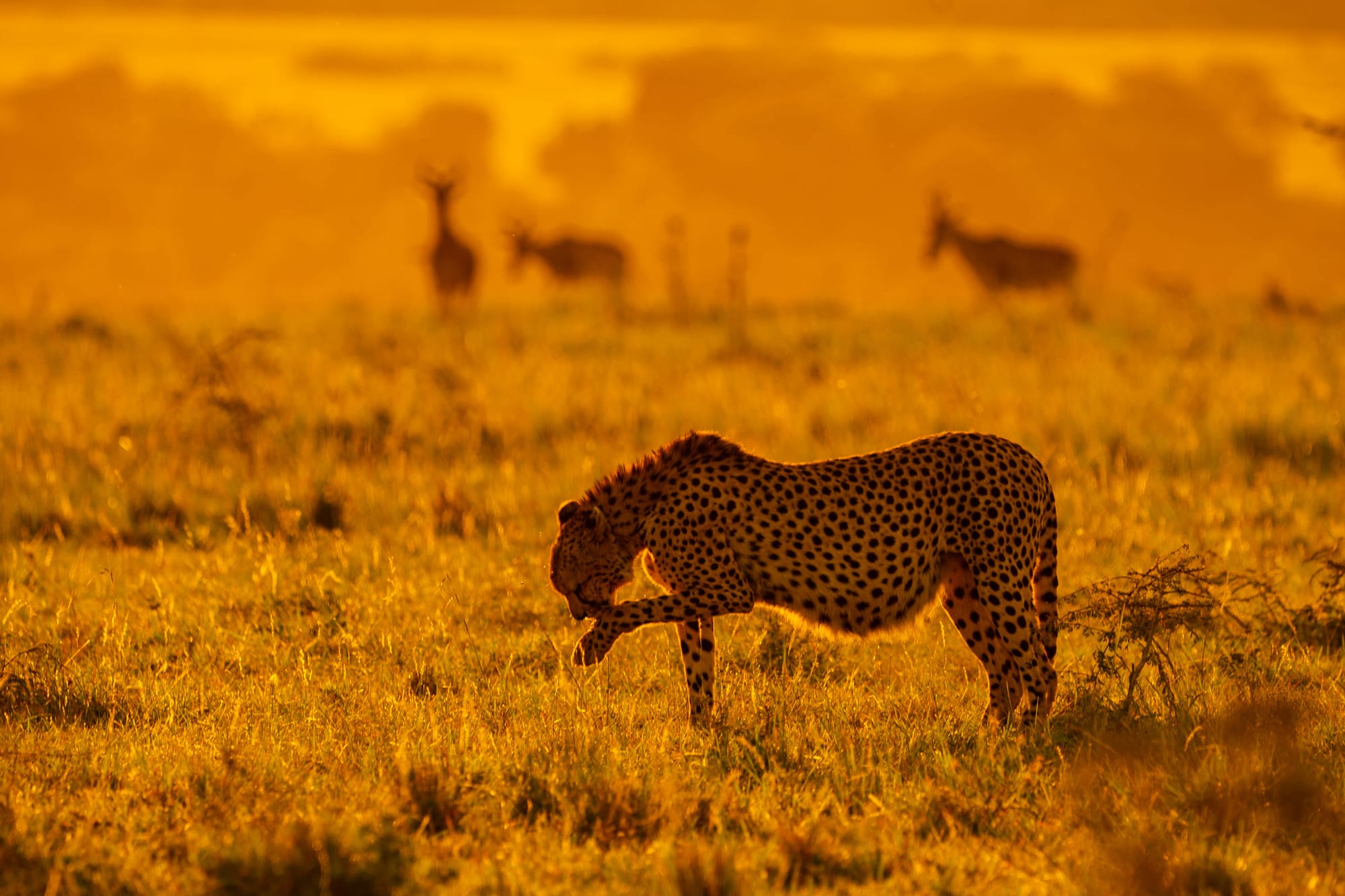 Wildlife — 9971