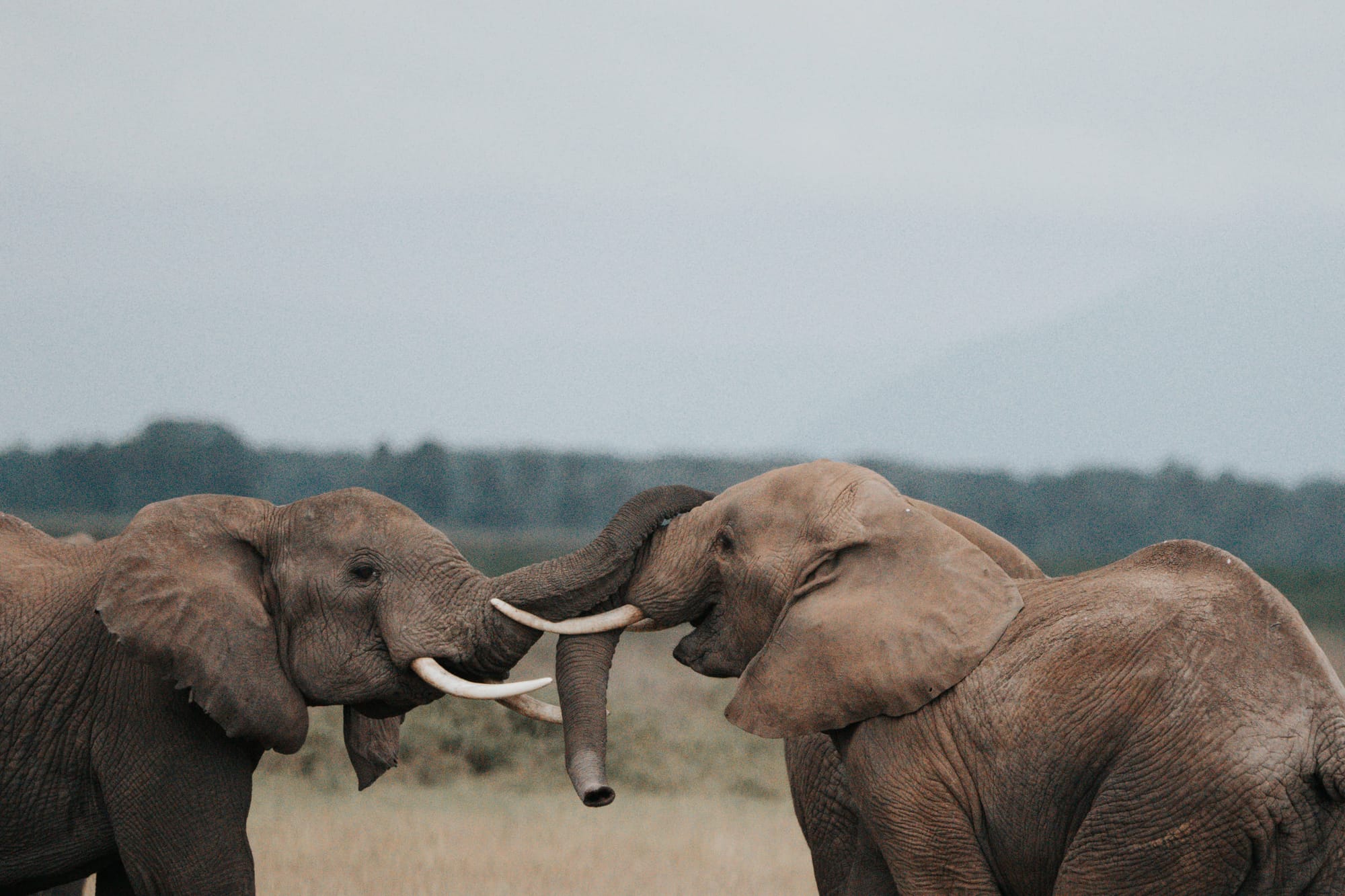 Wildlife — 2833