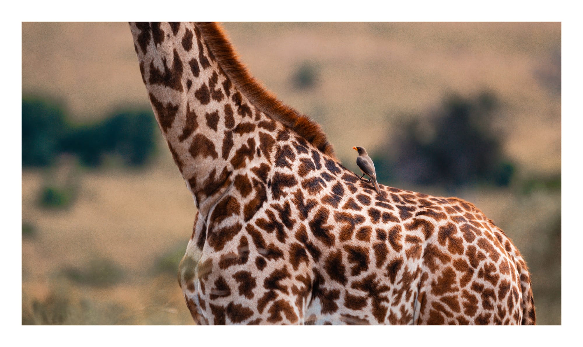 Wildlife — 5581