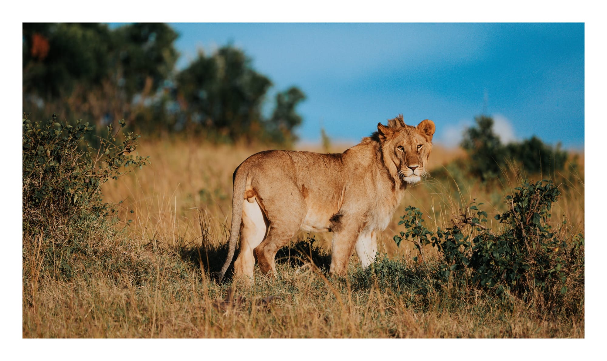 Wildlife — 5751