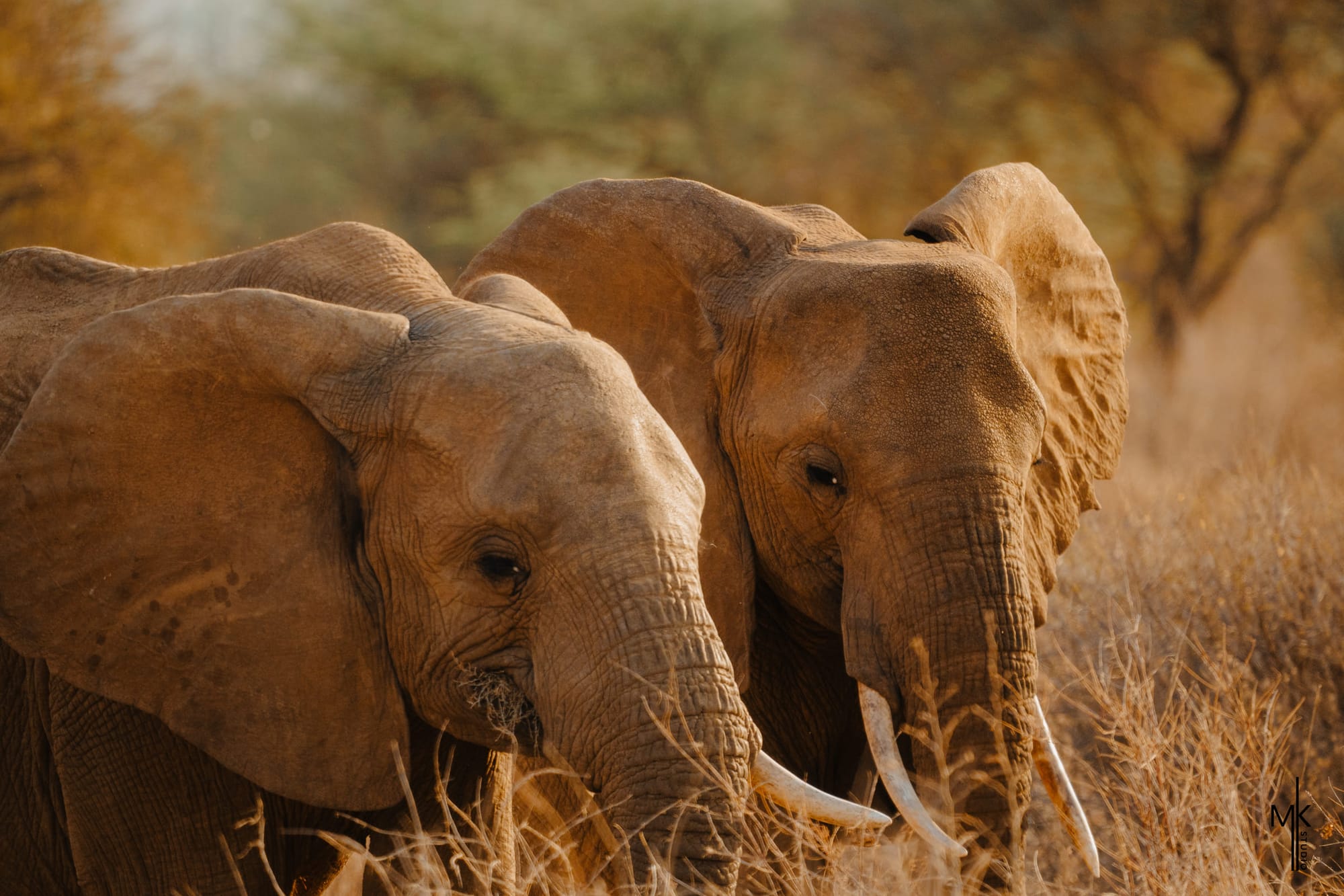 Wildlife — 8598