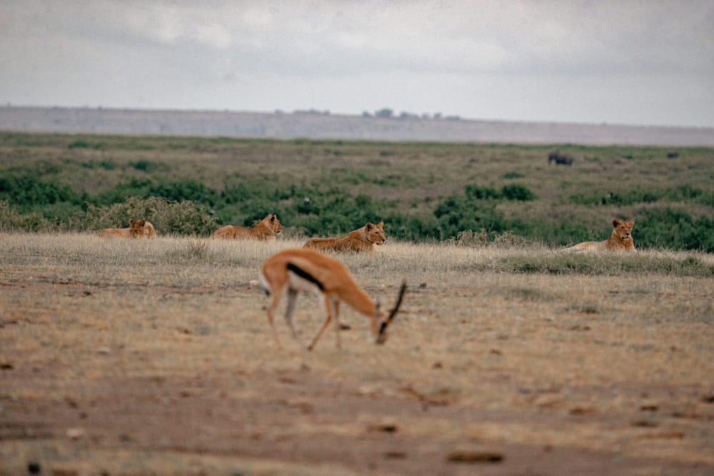 Wildlife — 2809