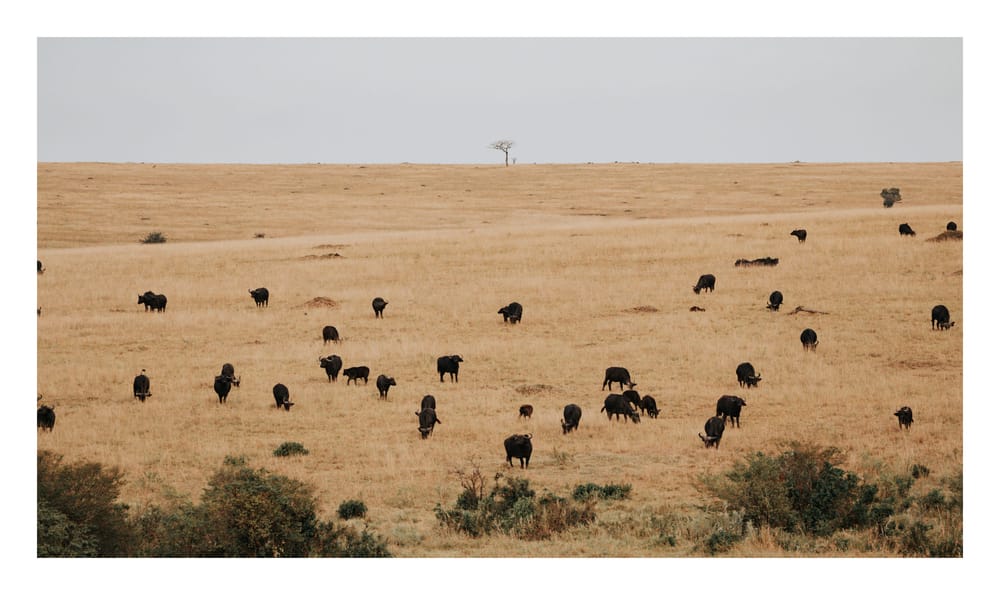 Wildlife — 6062