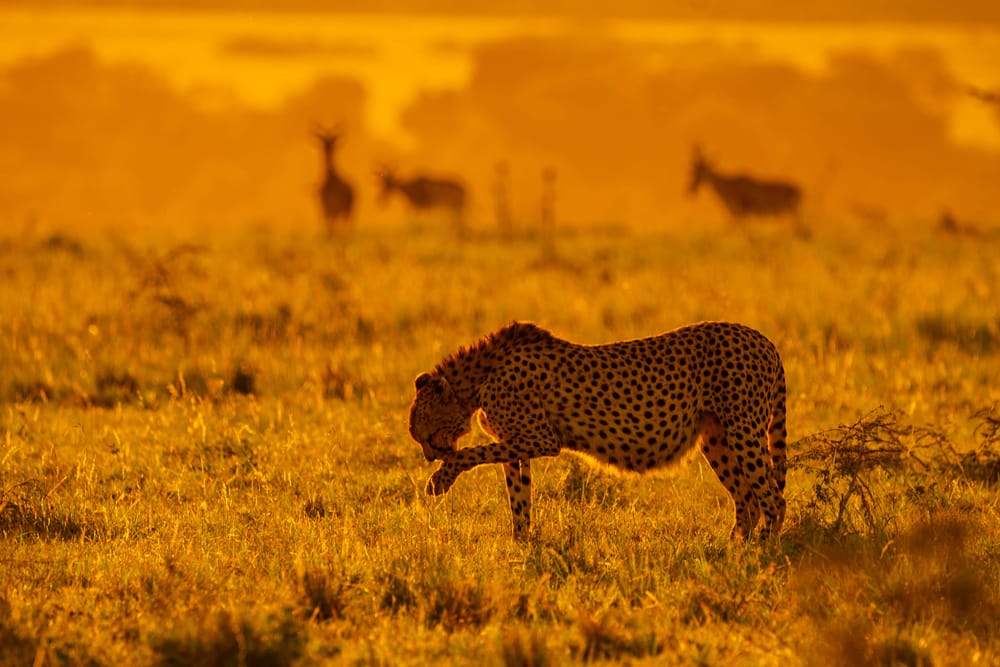 Wildlife — 9971