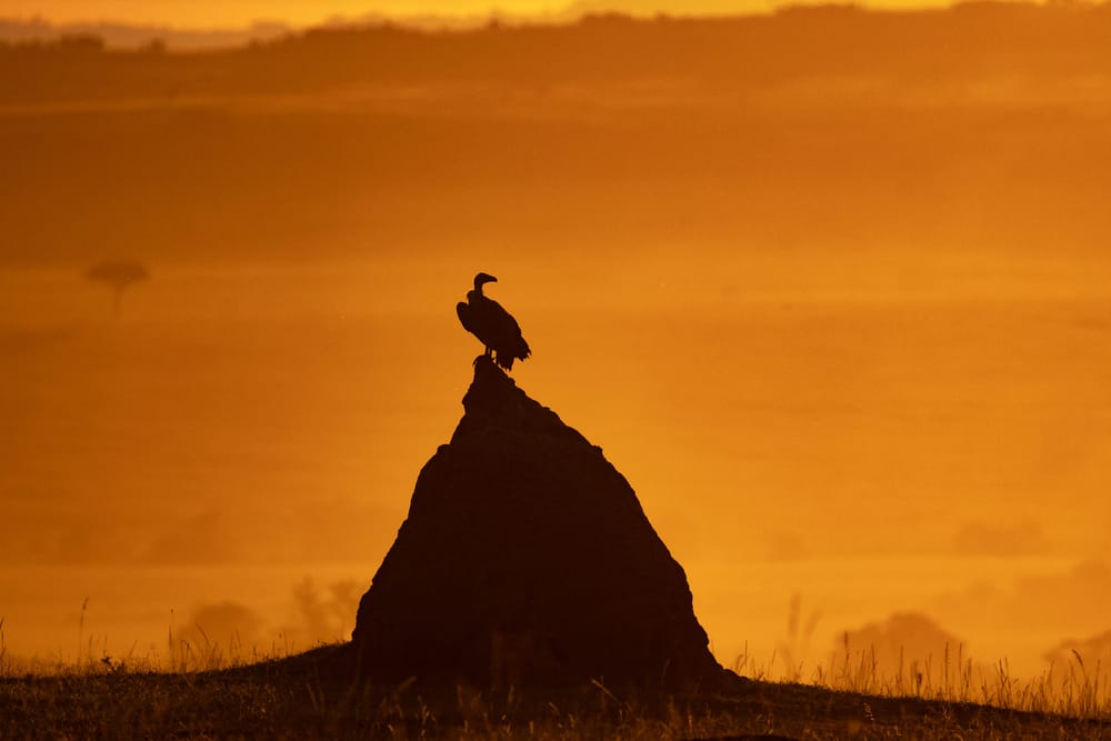 Wildlife — 0041