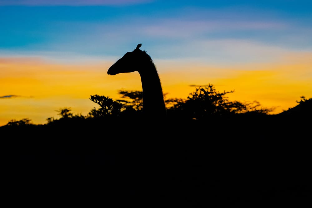 Wildlife — 9717
