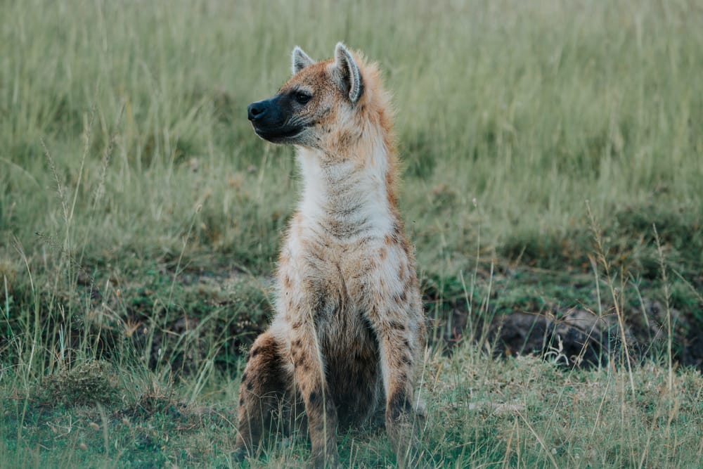 Wildlife — 9678