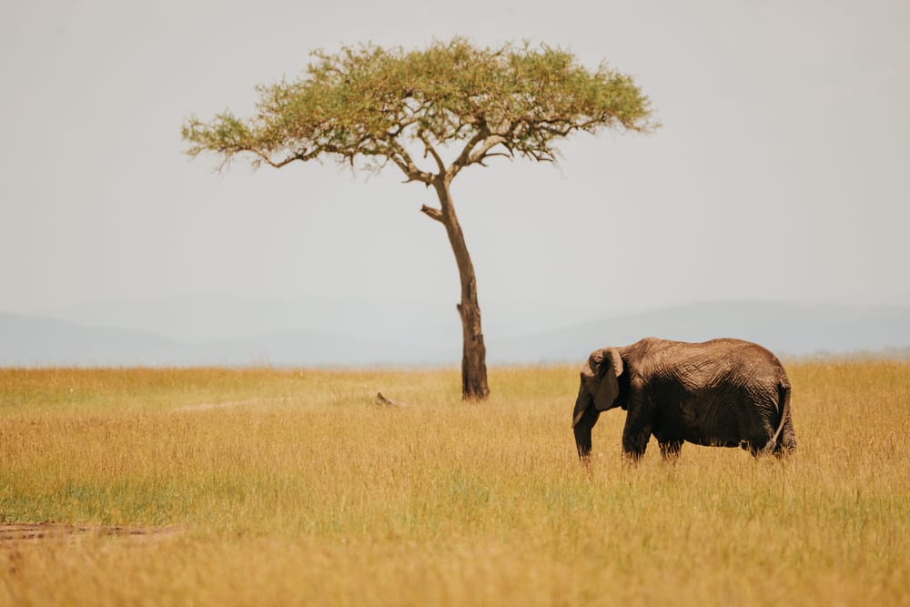 Wildlife — 7578