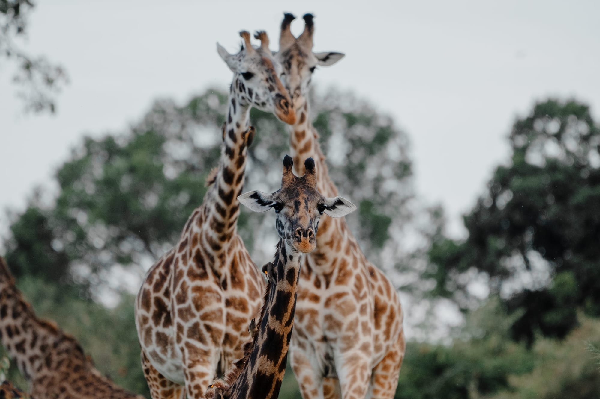 Wildlife — 9693