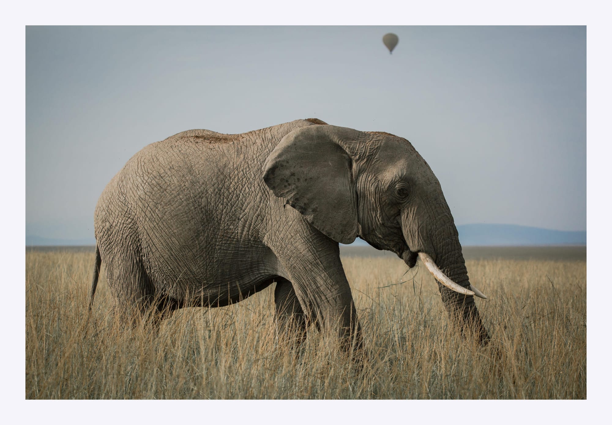 Elephant At Mara