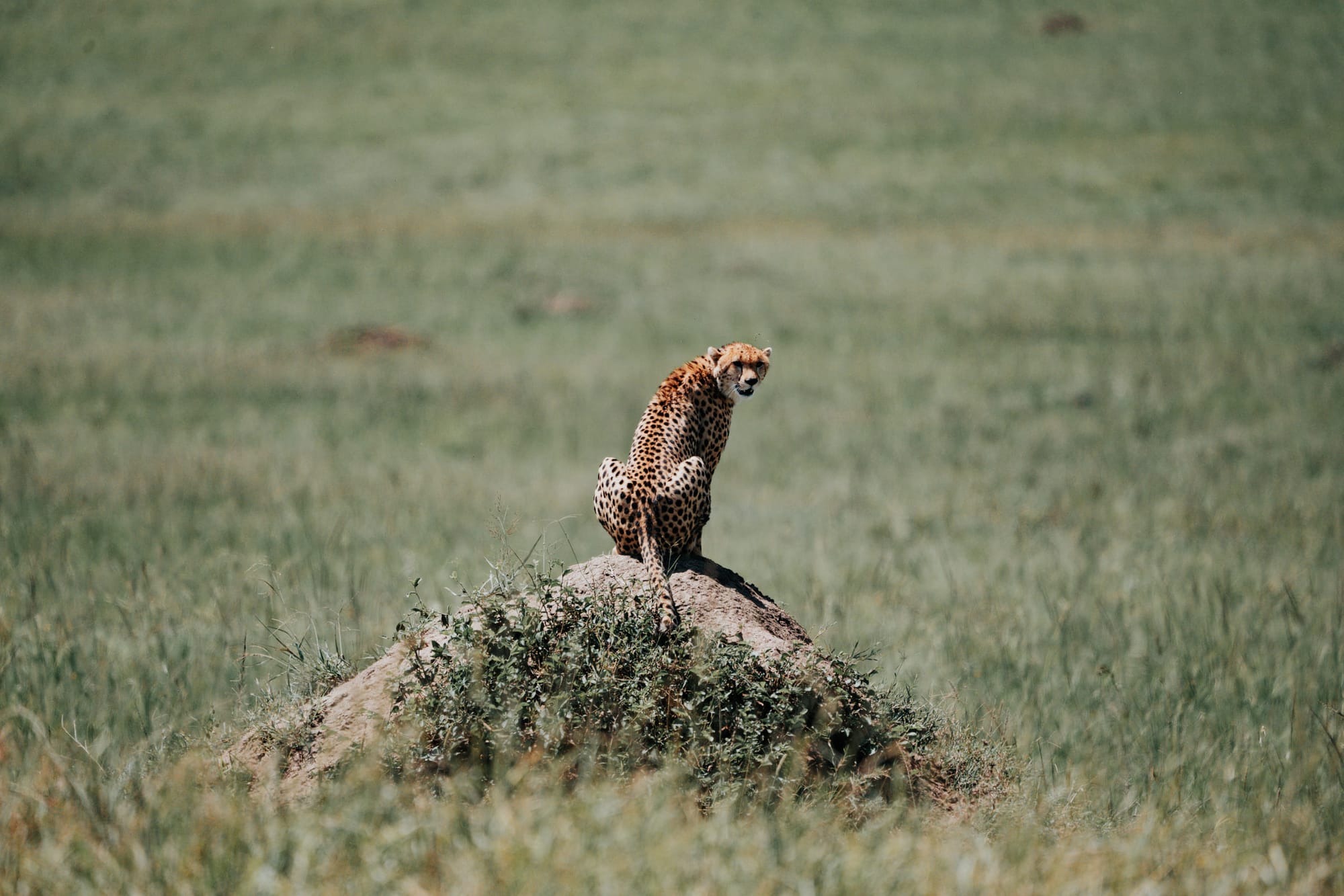 Wildlife — 7535