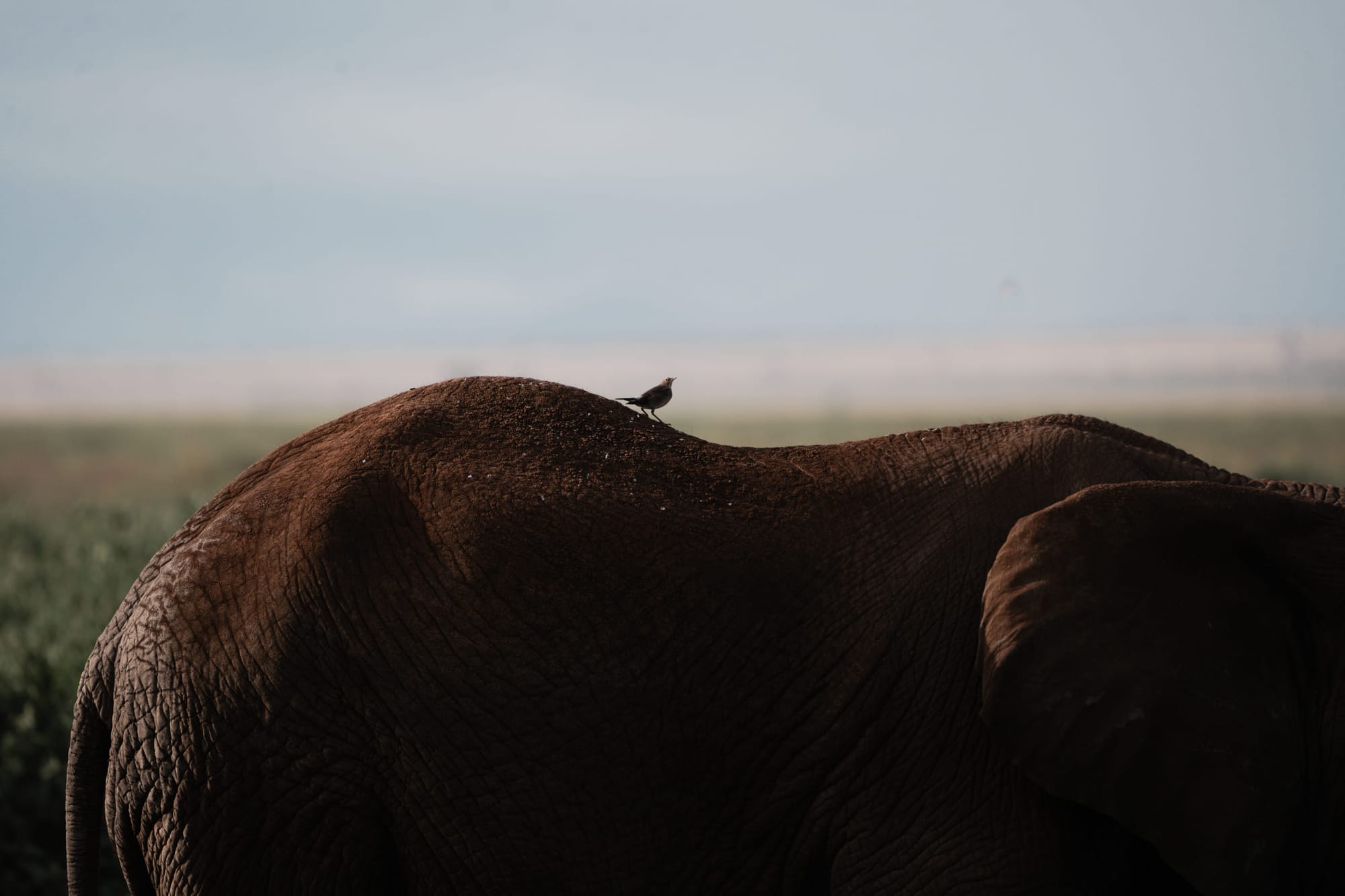 Wildlife — 2750