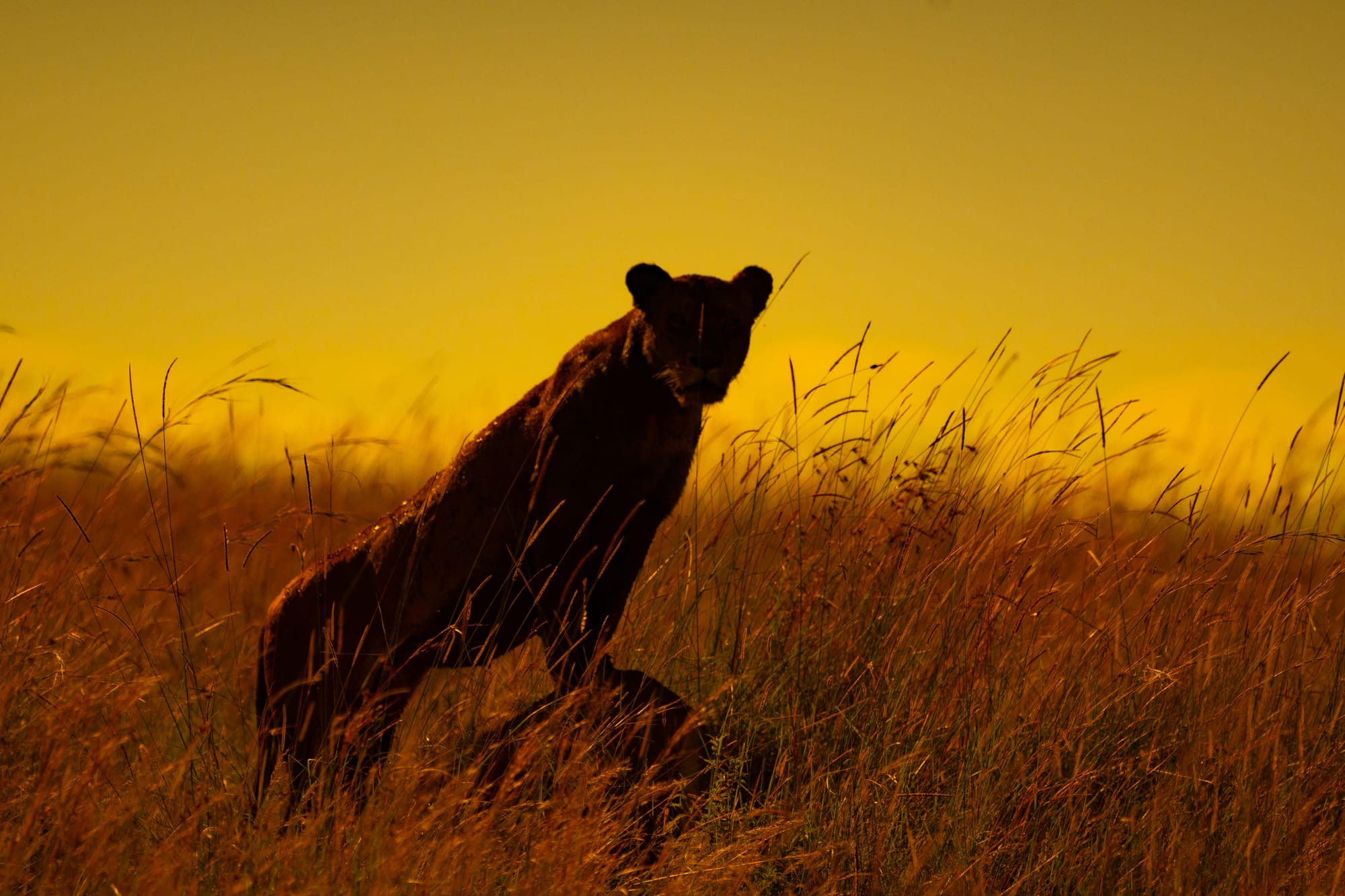 Wildlife — 9809